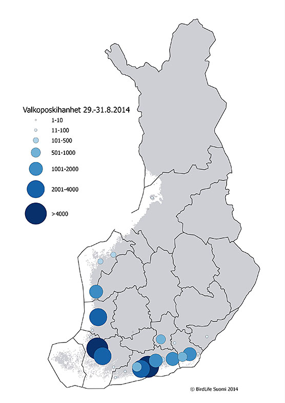 Kartta valkoposkihanhien esiintymisestä Suomessa